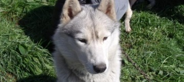 new_min_sejour colonies de vacances entre chiens et loups 1